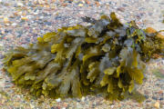 Braunalge (Brown algae fucus)
