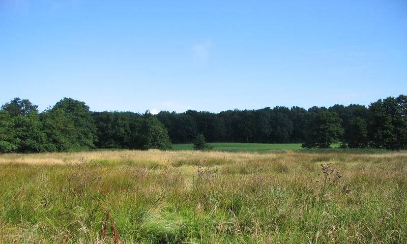 Naturschutzgebiet NSG Twedter Feld Grünland August 2005 