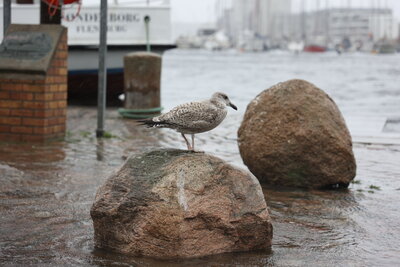 Nasse F&uuml;&szlig;e bei Hochwasser