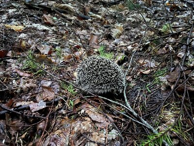 Igel im Laub