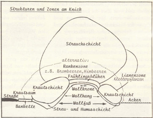 Zonierung und Bestandteile eines Knicks (Aus: Betrifft: NATUR 4/92, Landesamt f. Naturschutz und Landschaftspflege Schleswig-Holstein)