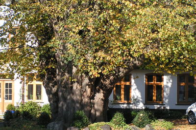 Bild vergr&ouml;&szlig;ern: Naturdenkmalverordnung